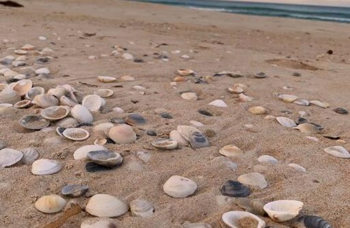 Beaumaris Apartment | The Happy Shack with Ocean Views