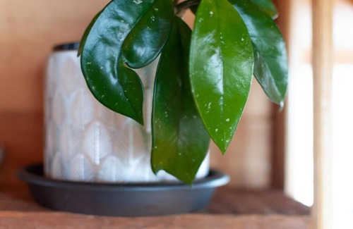 Beaumaris Apartment | The Happy Shack with Ocean Views