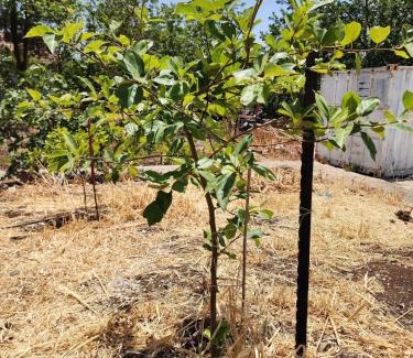 Kidmat Tzvi Ski Chalet | The Heart Cabin