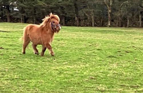 Ballyshannon Apartment | The Lazy Llama Shepherd Hut Campview Farm Stay