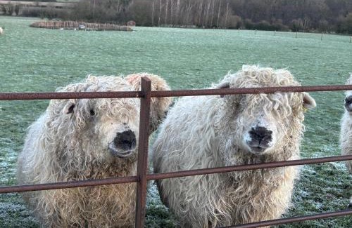 Wicklewood Bed & Breakfast | The Pheasantry