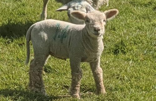 Staplefield House | The Piggery