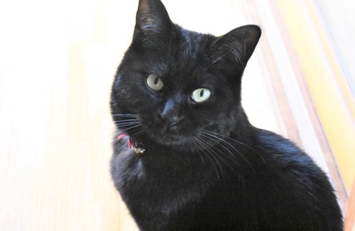 Isinomaki House | The Traditional Japanese house with cats. Cat house