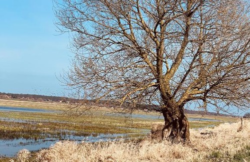 Mikoszewo Apartment | Tilia authentic home, butikowe apartamenty nad morzem