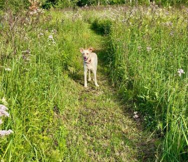 Laane-Harju Parish Cabin | Tiny Cabin in nature with finnish Sauna
