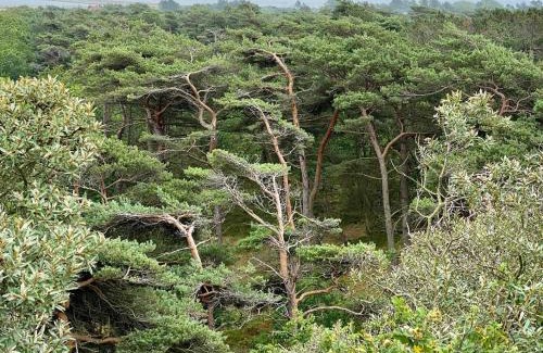 Toftum House | Tranquil Thatched Cottage on Romo-By Traum