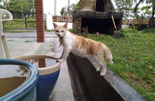 Lubok Buaya House | Travel through Kumbang Langkawi