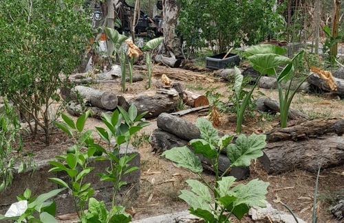 Castillejos Apartment | Traveler's Treehouse near Mapanuepe Lake