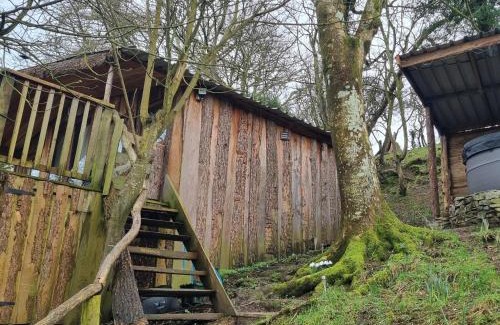 Oakford House | Tree House
