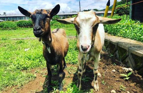 Tsuru House | Tsuru BASE - Vacation STAY 12709v