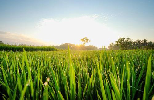 Peliatan Villa | Ubud Jungle Stay by WAHM Hotel Management