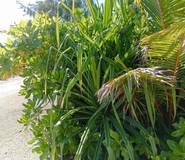 Fiyoari Island Apartment | Udhares