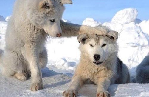 Benasque Apartment | Up Benasque El Grito de Tarzan