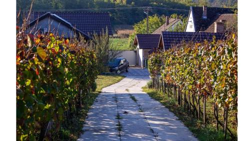 Bodani House | Valley of Bikic