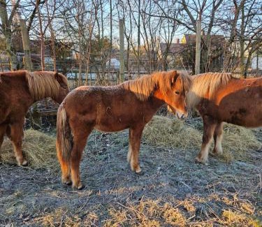 Frederiksvaerk Apartment | Vanggården