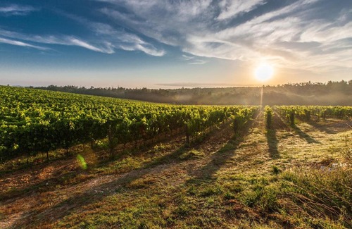 Belves-de-Castillon House | Vignobles Cardoso