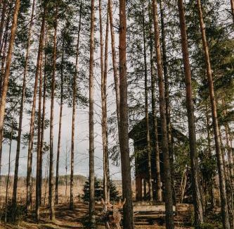 Pedvale House | Viking house in the tree! Jacuzzi, Sauna,apkure!