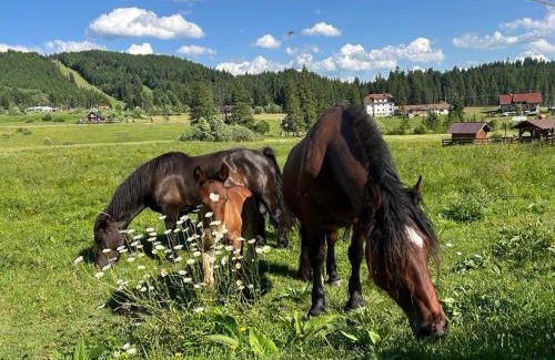 Borsec House | Vila Panova