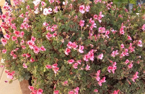 Nof Kinneret Apartment | VILLA apt; PANORAMA VIEW - SEA OF GALILEE; 30 min to all attractions; for family