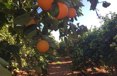 Picasent House | Villa Entrenaranjos