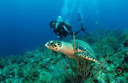 Antoneys Cay House | Villa with Pool 5 min beach, close 2 WestBay