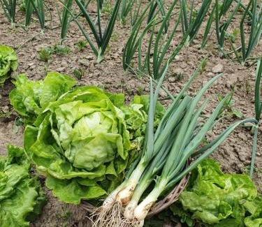 Bodani House | Village Story kuća za odmor Plavna