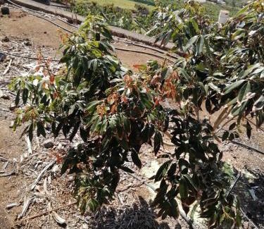 La Orotava House | Vista Valle