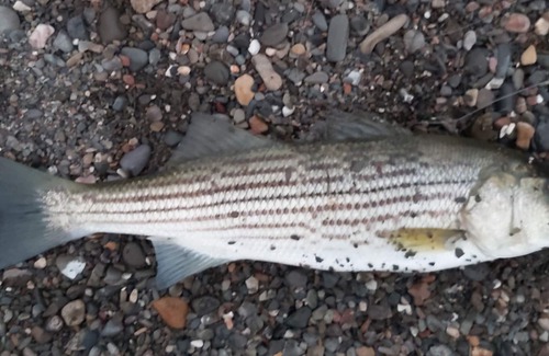 Carleton-sur-Mer Apartment | Vrbo Property