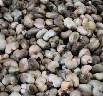 Otukpo Apartment | W180 King of Cashew Nut