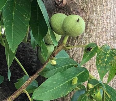 Bad Salzungen Apartment | Walnusshof Bad Salzungen