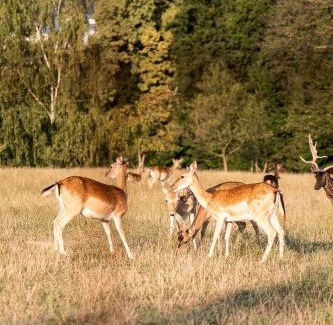 Ljutomer Apartment | Wellness hiša Jelenov Grič