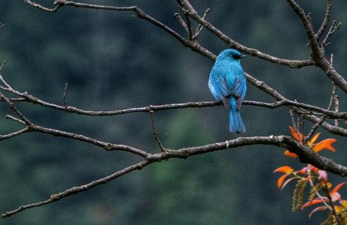 Banjar House | Whispering Pines Cottages Cabin by Bastiat Stays