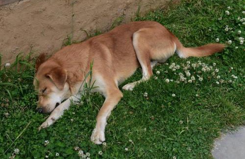 Banjar House | Whispering Pines Cottages Cabin by Bastiat Stays