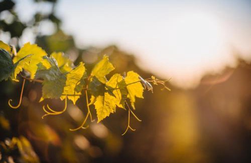 Sulechow House | Winnica Mozów