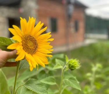 Ambrolauri House | WoodStar/ტყის ვარსკვლავი