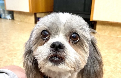 South Toowoomba Cabin | Yokos # Heritage General #store Stay# Tweed/coolangatta #