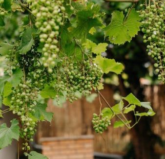 Veroce House | Zöldorom Vendégház Verőce