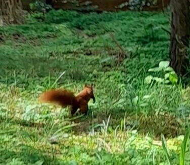 Widlino Ski Chalet | Zapach Lasu domek nad jeziorem