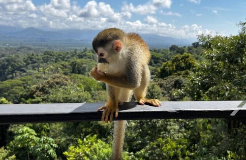 Valle Pura Vida House | Zen Jungle Oasis ~ Infinity Pool ~ Stunning Views