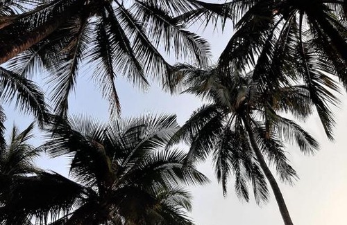 Dahanu House | Zohra Baugh, a green & organic farmhouse stay with all amenities