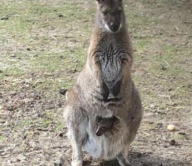 Billund Municipality Apartment | Zoo apartment tæt på Legoland, Lego-house, lalandia