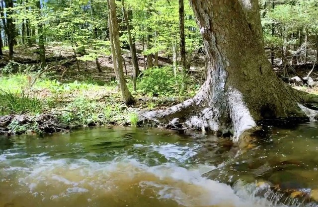 3Br escape set on winding creek in 130acre forest