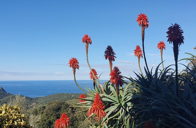 Apartment in a rustic atmosphere with sea views