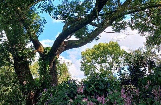 Braemar House Howick