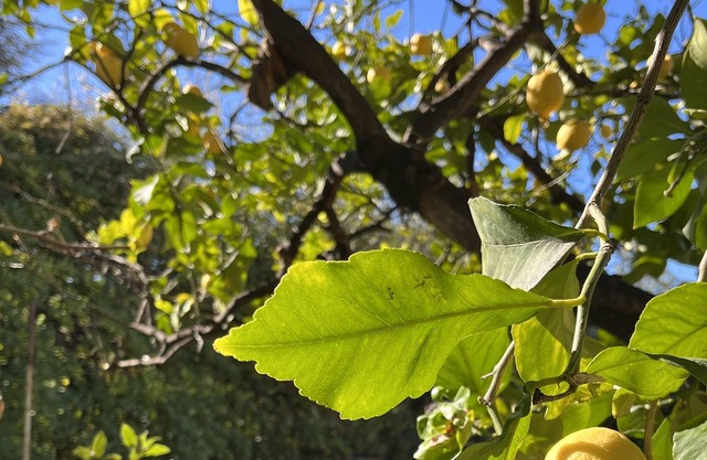 Charming Appartment with view to to Lemon tree with garden