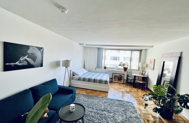 Cozy Columbia heights studio with lovely cat!