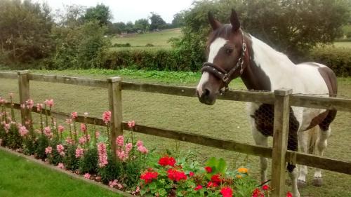 Cripple Creek Bed And Breakfast