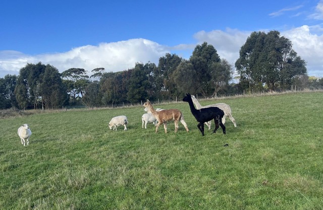 Farm Container Sheep Room