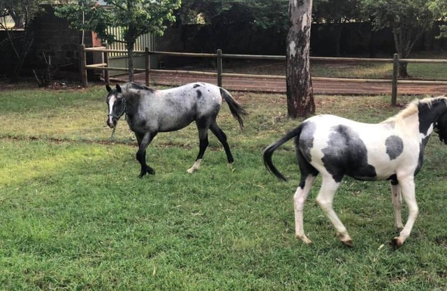 Haizum's Equestrian Centre