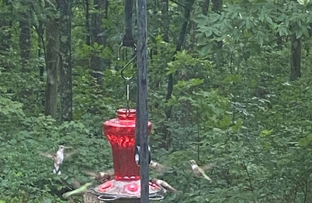 Humming Bird Hideaway